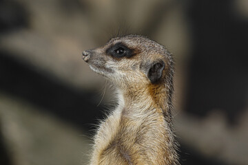 Fototapeta premium meerkat on guard