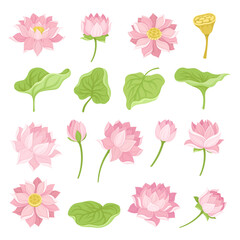 Beautiful Pink Waterlily or Lotus Flower Big Vector Set