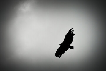 Fototapeta na wymiar Silhouette of an eagle in full flight with outstretched wings
