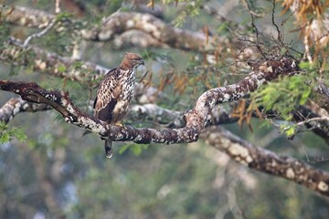 The changeable hawk-eagle (Nisaetus cirrhatus) or crested hawk-eagle is a large bird of prey species. Close-up wildlife photography. Spotted during the safari at Wilpattu national park in Sri Lanka. 