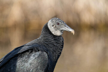 Black Vulture