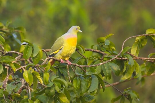 Bicinctus Imagens Procure 5,990 fotos, vetores e vídeos Adobe Stock