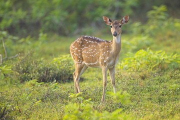 Axis, Axis indický, Spotted deer or Chital or axis axis at forest Sri Lanka 
