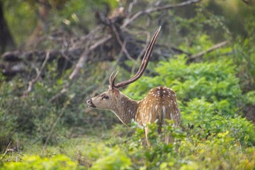 Axis, Axis indický, Spotted deer or Chital or axis axis at forest Sri Lanka 