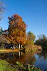 Vondelpark lake in Amsterdam in autumn