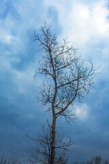 Fototapeta na wymiar Bare trunks and branches