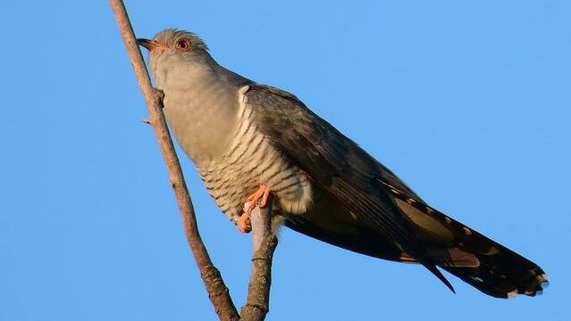 Common cuckoo Cuculus canorus, singing on top of a stick in the wild.