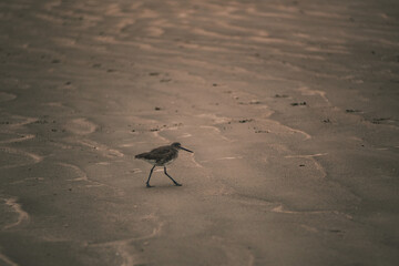 long legged beach bird