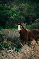caballo horse