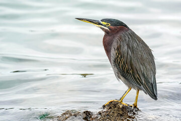 Green Heron Portrait