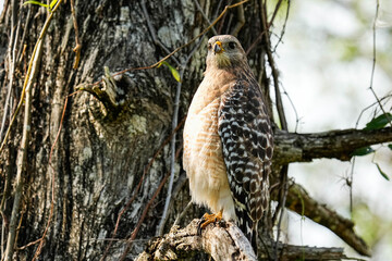 Red-shouldered Hawk