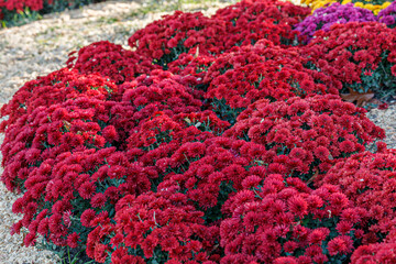 beautiful bushes of chrysanthemum flowers red colors