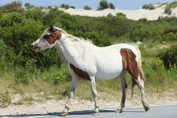 Obraz na płótnie Canvas Wild Horses on Beach in Maryland, Summer of 2022