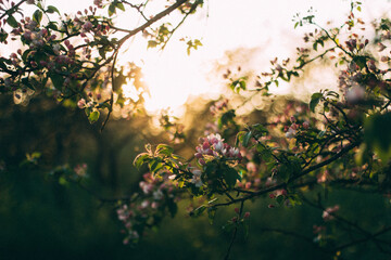 Apple blossom in sunset with green foliage