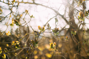 Vibrant leaf buds in spring morning sunshine