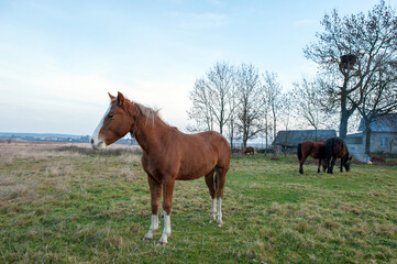 Obraz premium wild horse on a large meadow with beautiful scenery of blue sky and quiet at sunrise