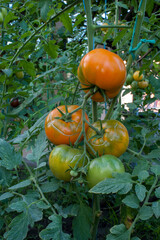 Orange tomatoes on a branch outdoors