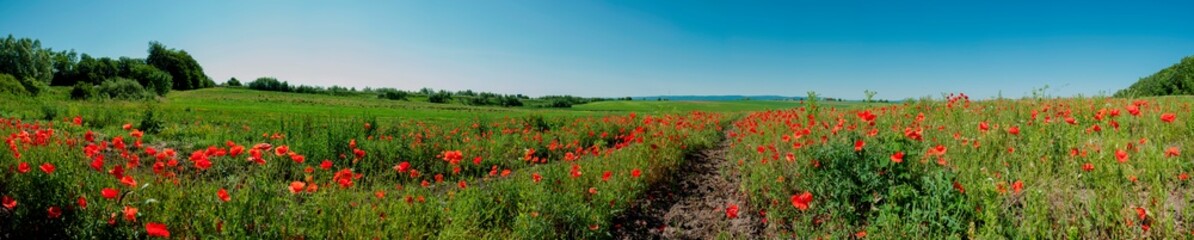 Panorama of a poppy field in the countryside in summer near the highway