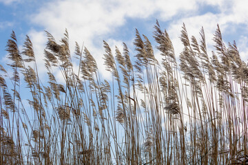 Fototapeta premium Selective focus of dried common reed plants or water reeds in winter, The grass-like plants of wetlands and growing in the estuary of the lake shore under blue sky, Nature background.
