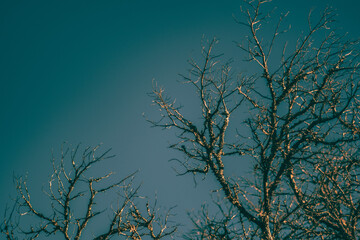 branches covered in lichen against blue skies