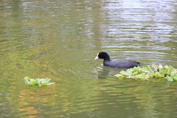池のカモ