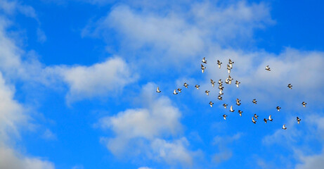 Flock of birds flying in the blue sky with clouds.Doves as a symbol of peace concept with space for text.Selective focus.