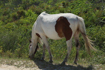 Wild Horses on Beach in Maryland, Summer of 2022