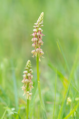 Two Man orchid Orchis anthropophora flower spikes in grass meadow