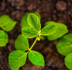 Closeup of soybean plants in a natural setting