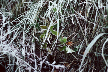 Frost covered plants