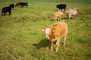 Cow cub grazes in the green meadow in Ireland. In the background other cows eating grass.