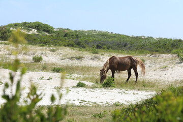 Wild Horses on Beach in Maryland, Summer 2022