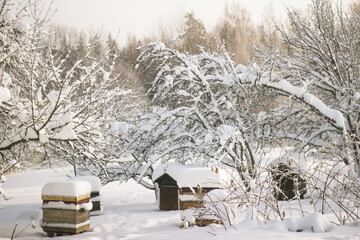 Beehives in snowy winter garden with sunlight shining under trees