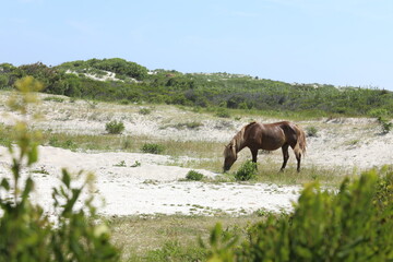 Wild Horses on Beach in Maryland, Summer 2022