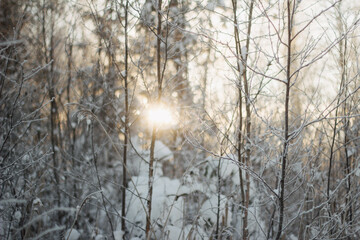 Winter sunlight shining through branches in forest