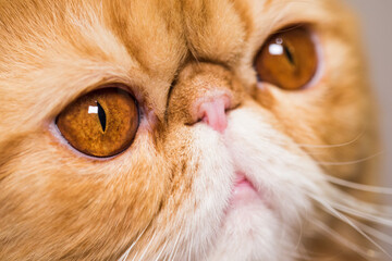 Muzzle of a red fluffy charming Persian breed cat close-up