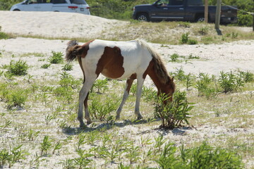 Wild Horses on Beach in Maryland, Summer 2022