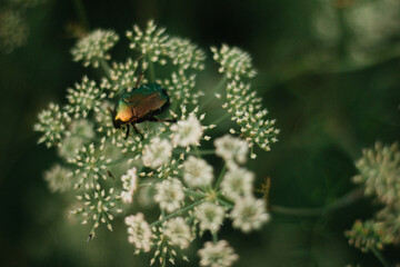 Green rose chafer on cow parsley blossom at sunset