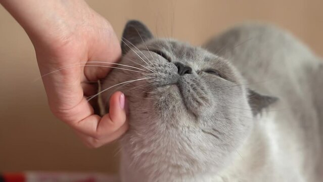 Woman hend petting grey cat close up