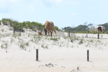WIld Horses on the beach, Maryland in Summer of 2022