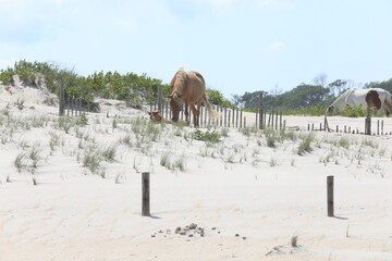 WIld Horses on the beach, Maryland in Summer of 2022