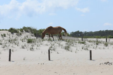 WIld Horses on the beach, Maryland in Summer of 2022
