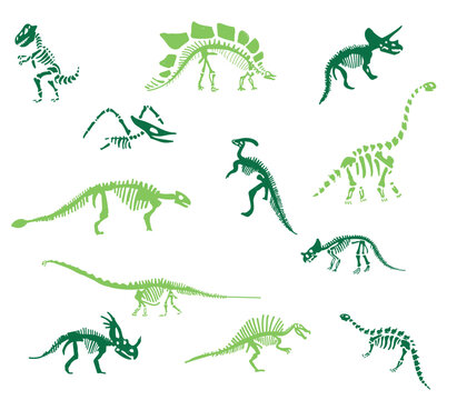 Dinosaur skeleton set diplodocus, triceratops, t-rex, stegosaurus, parasaurolophus etc.