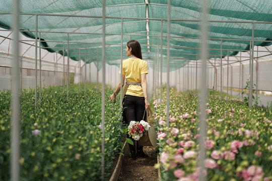 Woman Florist Walking Among Flowers In A Green House Carrying A Basket With A Fresh Bouquet