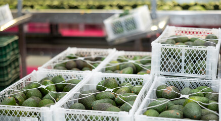 Fresh tropical fruit avocado in crates after packaging, warehouse at mango factory - obrazy, fototapety, plakaty