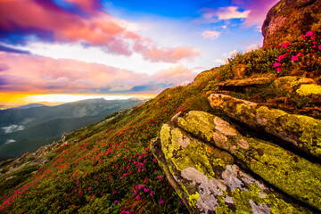 blooming pink rhododendron flowers, amazing panoramic nature scenery...exclusive - this image is...