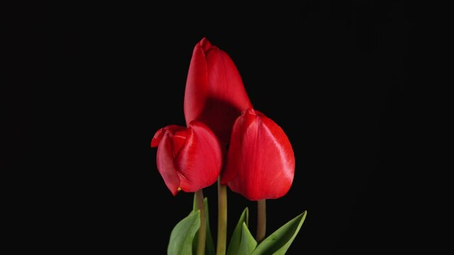 Timelapse of bright red striped colorful tulips