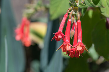 Close up of red fuchsias in bloom