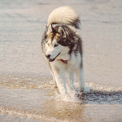 husky dog on the beach