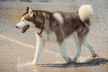Naklejka premium alaskan malamute dog playing on the beach